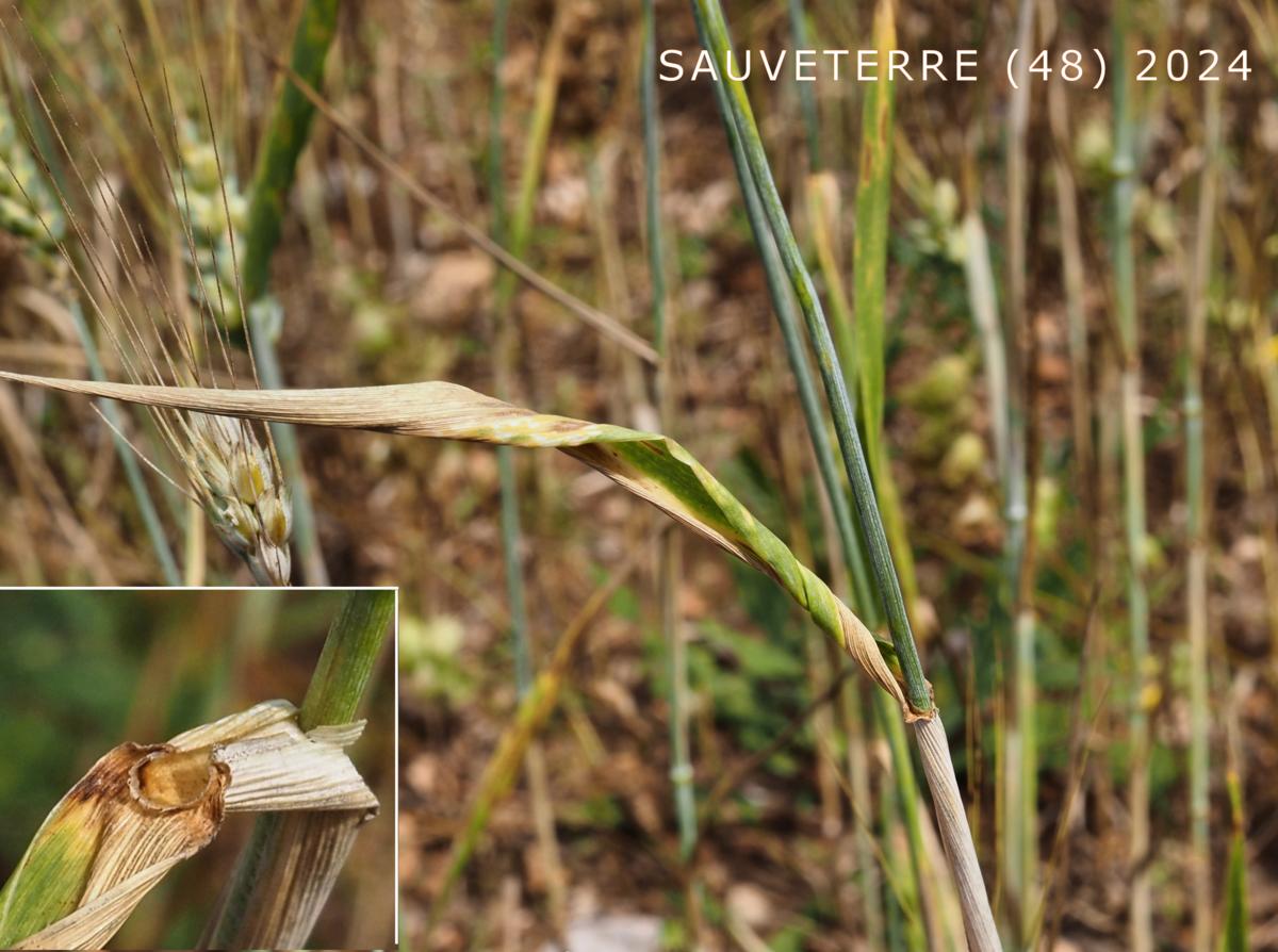 Wheat, Durum leaf